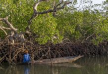 GRAND REPORTAGE : EN CASAMANCE, ON CULTIVE LE CANNABIS AUX ÎLES KARONES POUR SURVIVRE