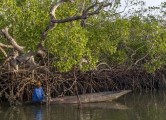 GRAND REPORTAGE : EN CASAMANCE, ON CULTIVE LE CANNABIS AUX ÎLES KARONES POUR SURVIVRE